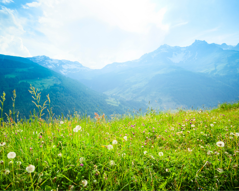 Vitalmedica® verwendet hochwertigste Naturprodukte
