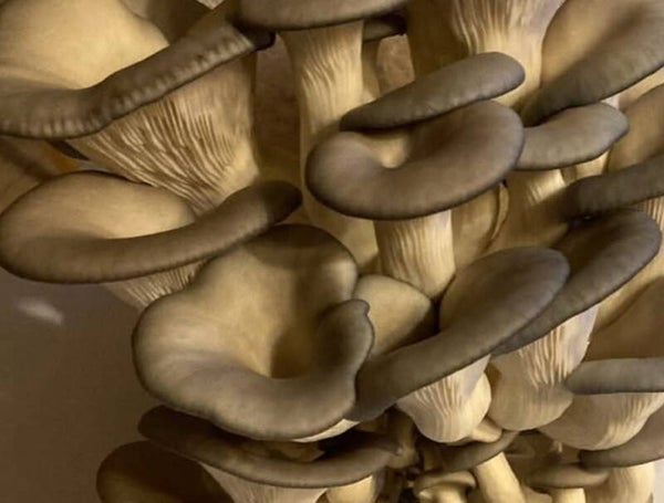 bLUE  oYSTER gOURMET mUSHROOM - 1 Pound