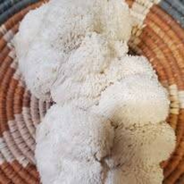 lIONS mANE gOURMET mUSHROOM - 1 POUND