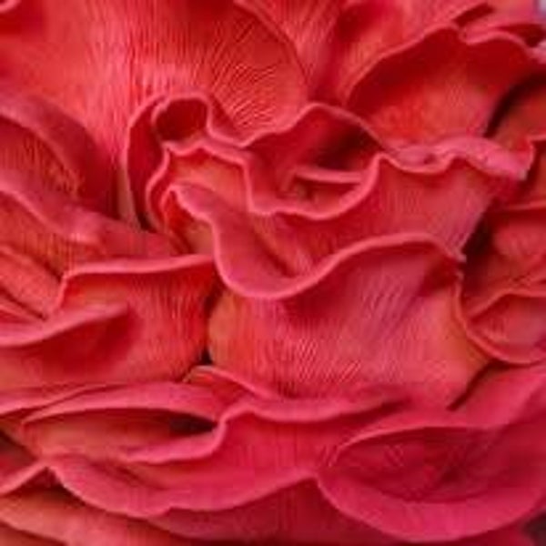 pINK oYSTER gOURMET mUSHROOM - 1 pOUND