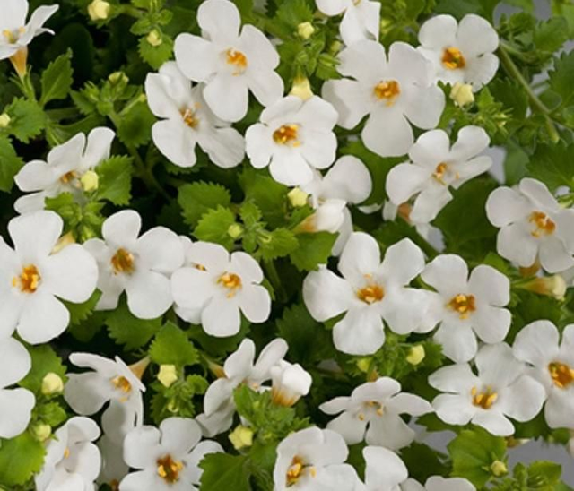 Bacopa Monnieri 100% biologisch 400 mg 70 caps.