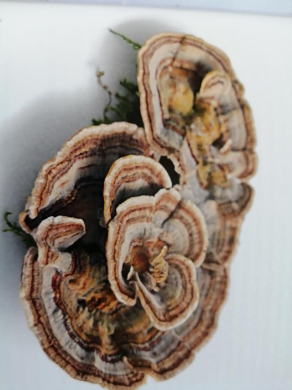Careiolus versicolori of elfenbankje