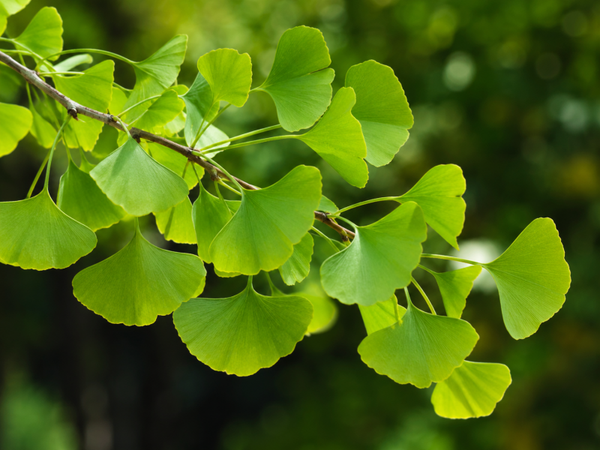 Ginko biloba