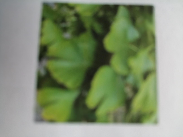 Ginko biloba 100% puur 400mg 70 caps