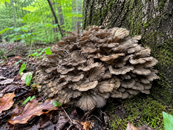 Grifola Frondosa of Maitake