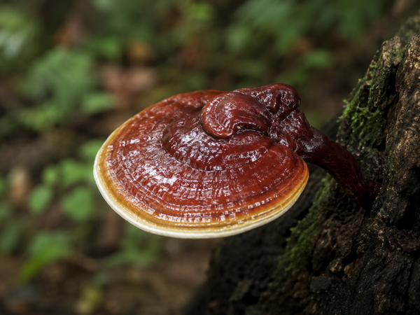 Reishi / Lakzwam