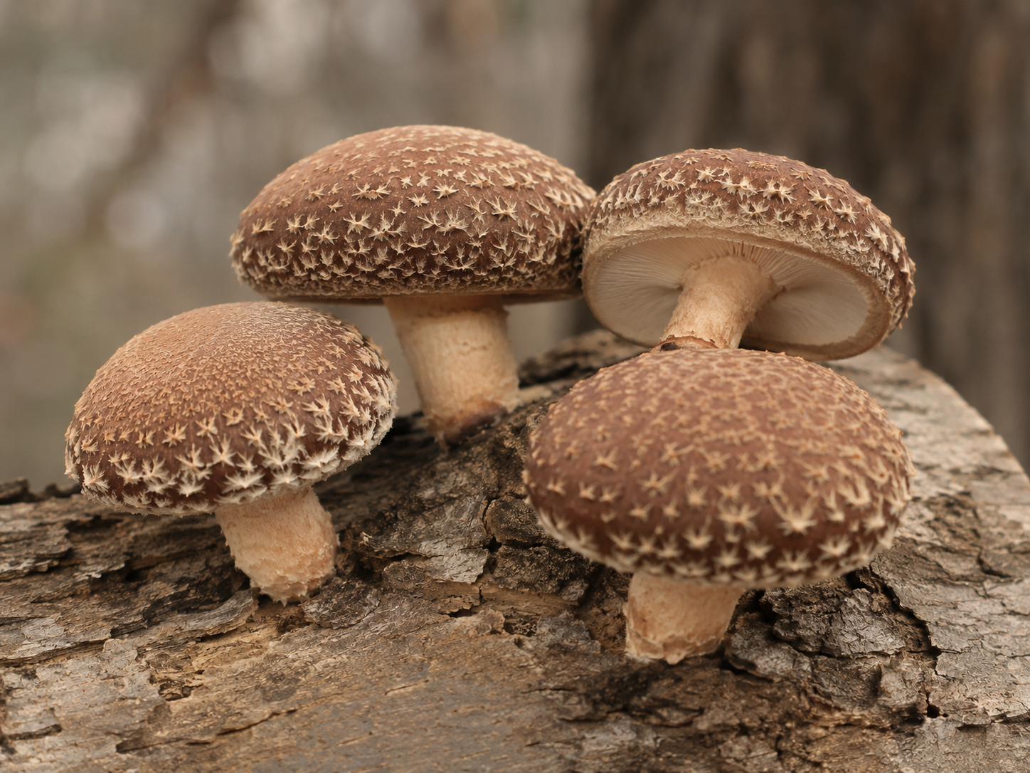 Lentinula edodes of Shiitak   60 caps