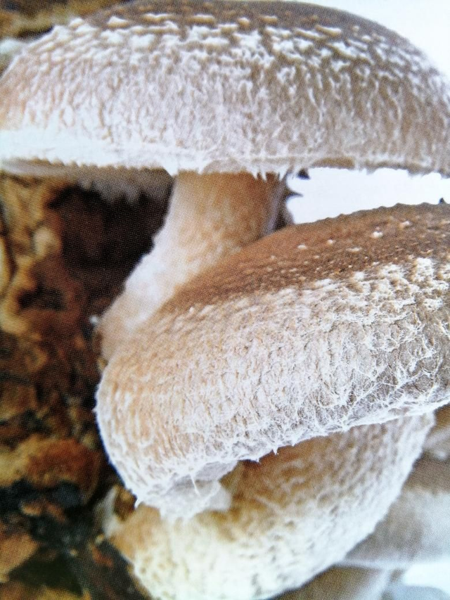 Lentinula edodes of Shiitak   60 caps