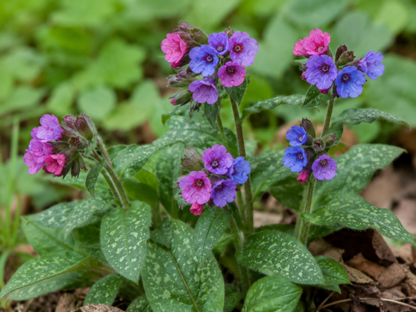 Longkruid (Pulmonaria officinalis)