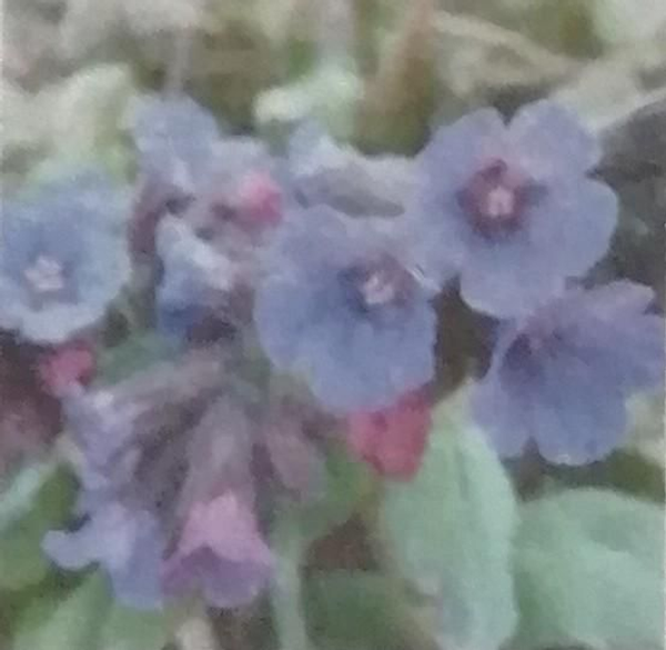 Longkruid (Pulmonaria officinalis)  70 caps