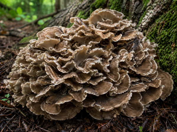 Grifola Frondosa