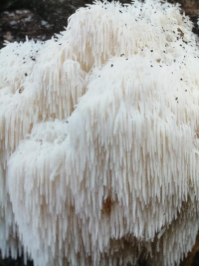Hericium erinaceus of pruikzwam