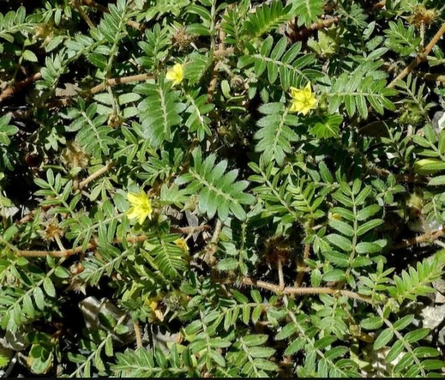 XXL Libido voor mannen 70 caps