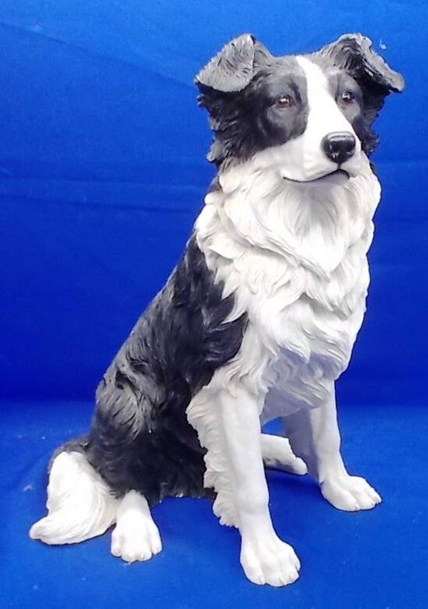 72345. Border Collie