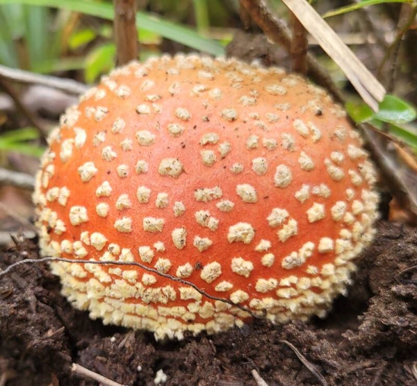 Guided Mushroom Foraging Adventure