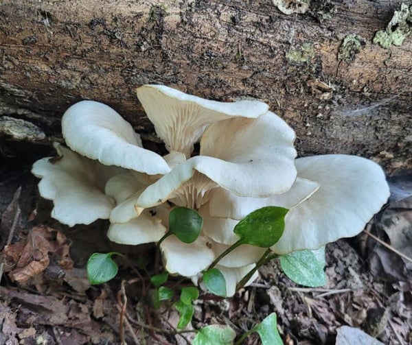 Forage and Feast