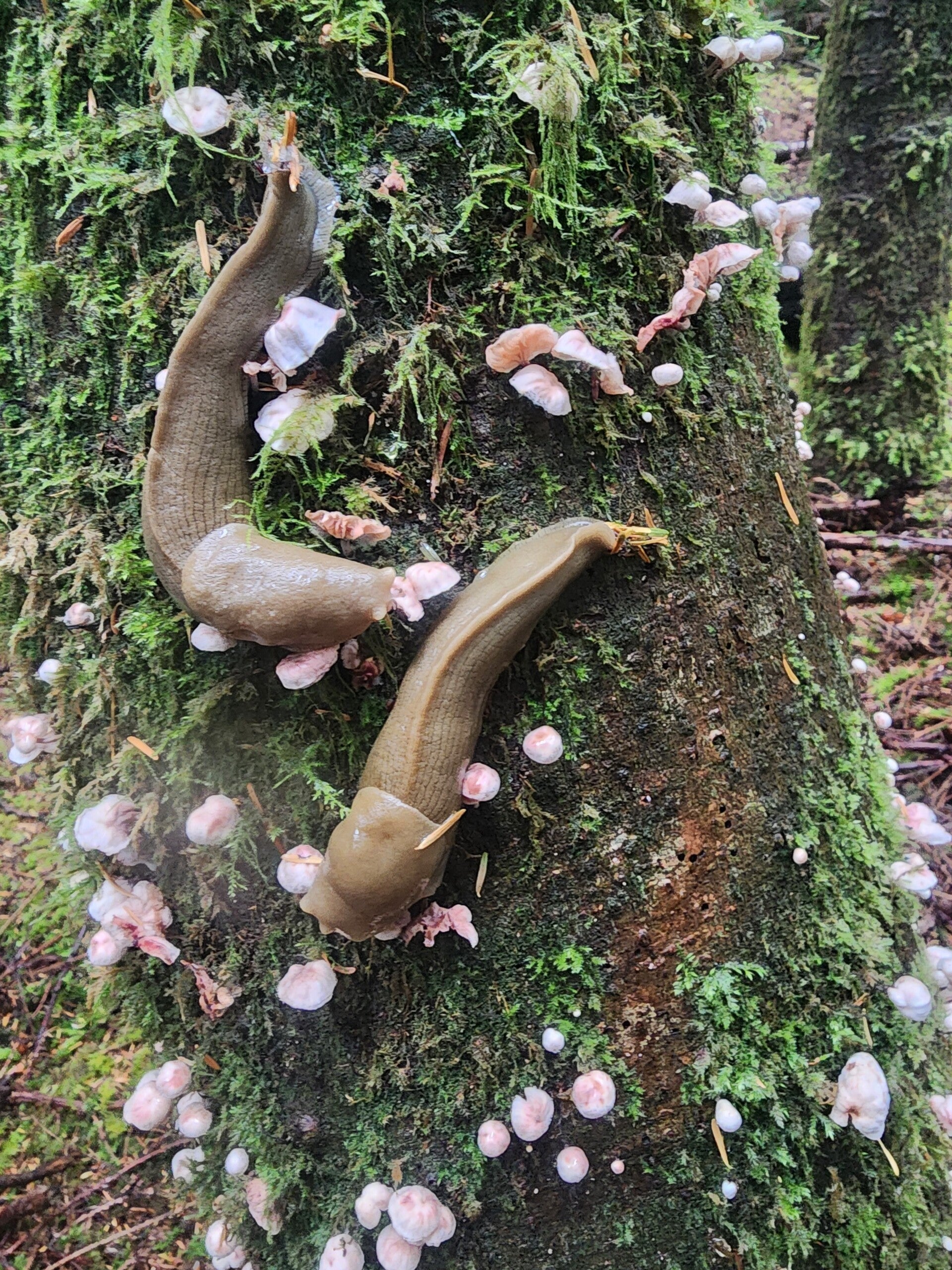 Little Sporelings Foraging Adventure: 1 Adult & 1 Child