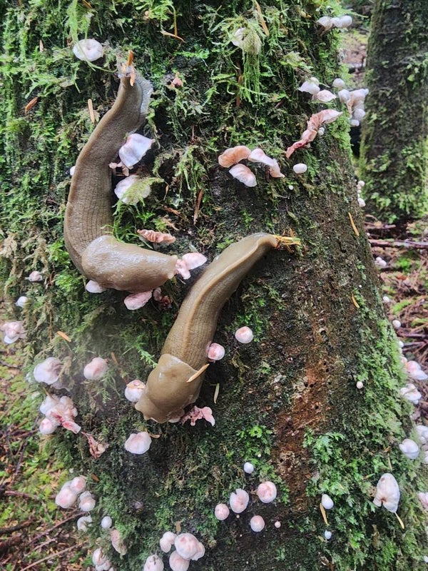 Little Sporelings Foraging Adventure: 1 Adult & 1 Child