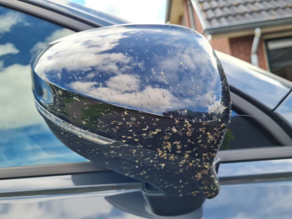 Zo gebruik je een insectenreiniger