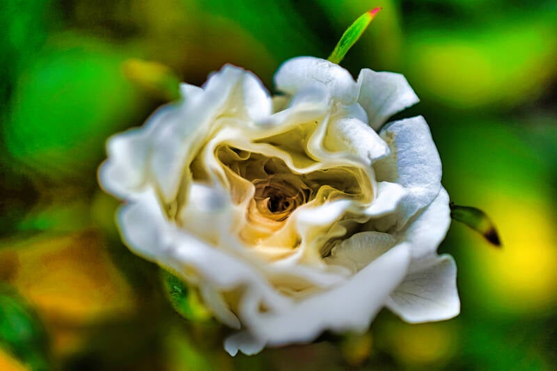 dsc_1506-standard.jpg