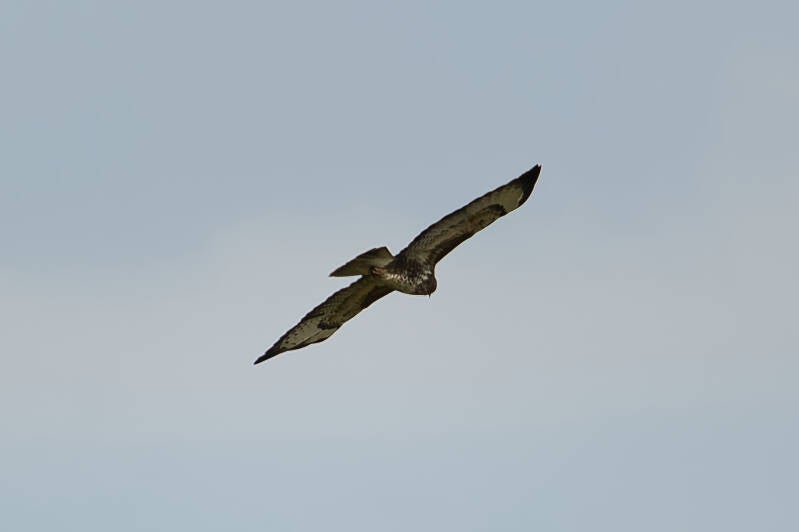 dsc_6066-standard.jpg
