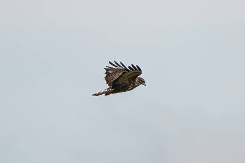 dsc_6069-standard.jpg