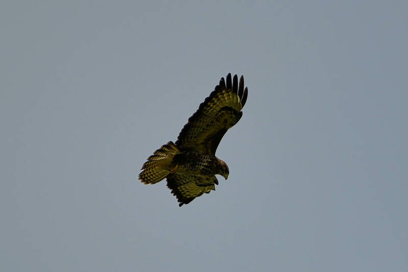 dsc_6083-standard.jpg