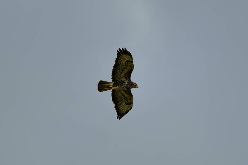 dsc_6085-standard.jpg