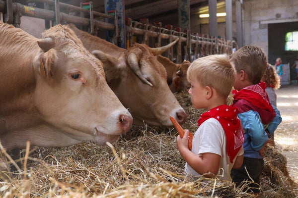 Mini boerderijkampje voor de allerkleinsten - woe 6 aug '25
