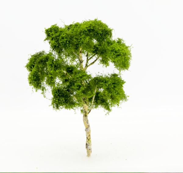 Berkenboom – ca. 15 cm