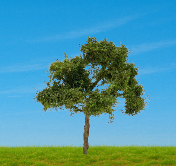 Zomer loofboom ca 12 cm