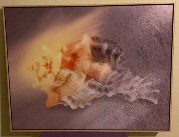 Conch Shell canvas