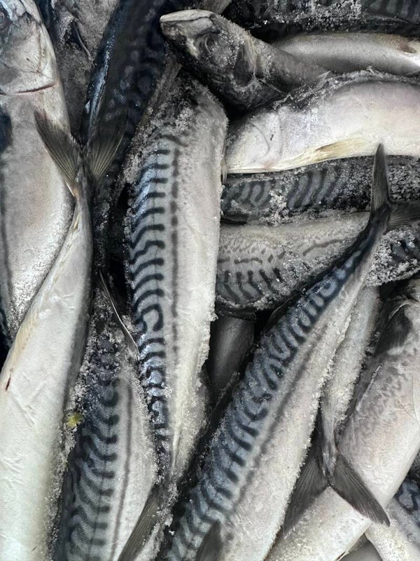 MACKEREL (TITUS) 1kg