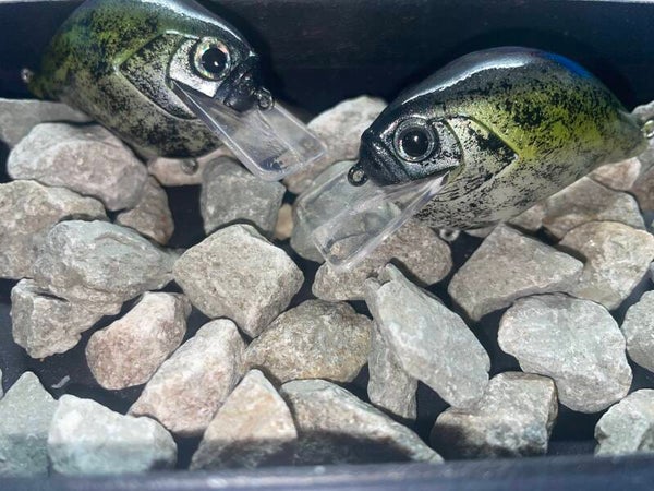 Baby Crappie