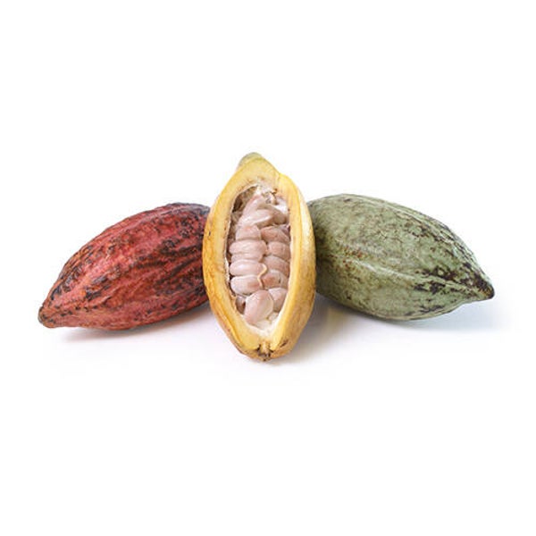 Cacao