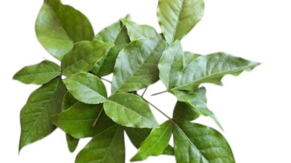 Baelblad