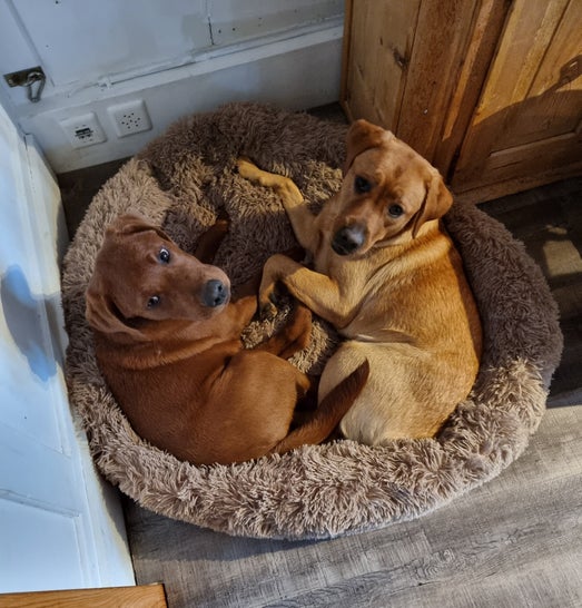 Labrador Retriever in den Farben Dark Foxred und Foxred, Zucht Nashoba