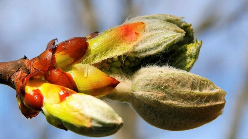 Chestnut Bud