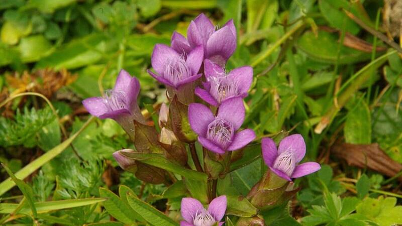 Gentian