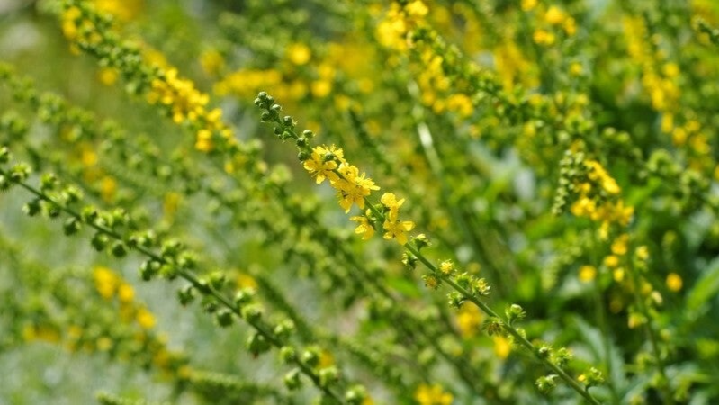 Agrimony