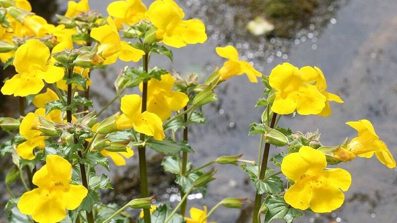 Mimulus
