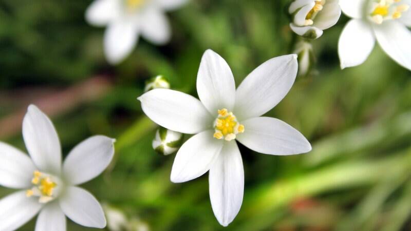 Star of Bethlehem