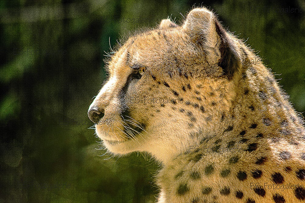 Gepard im Profil – Majestätische Großkatze in der Natur