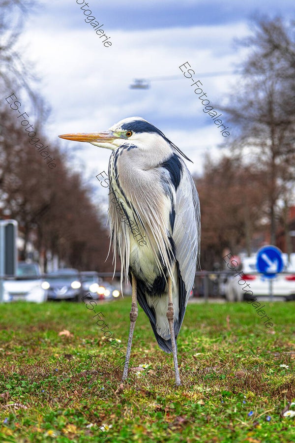Graureiher in der Stadt – Wildlife-Fotografie im urbanen Raum