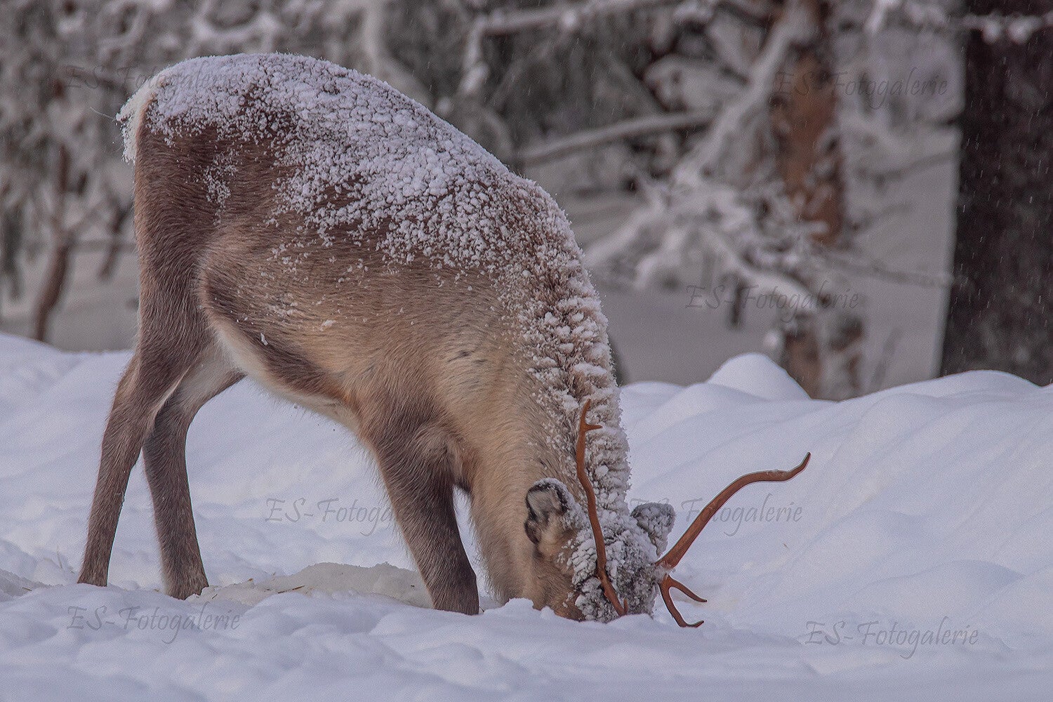 Rentier im Winterwald von Arjeplog – Lappland Wildlife Fotografie