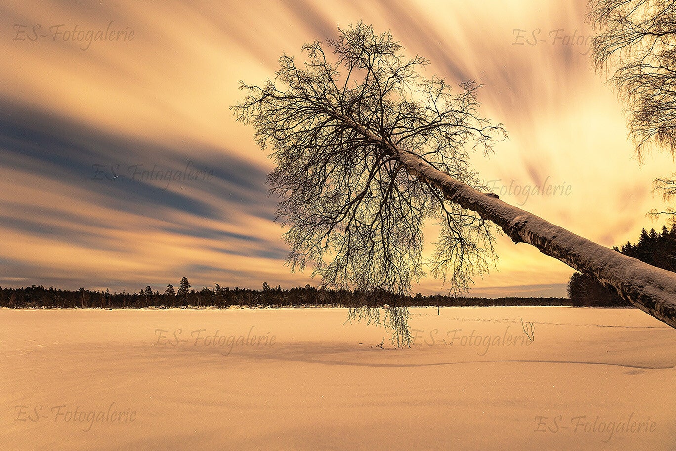 Einsamer Baum am verschneiten See in Lappland – Winterabend in Schweden