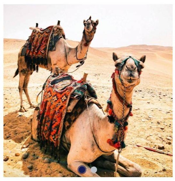 Diamond Painting - Ronde Steentjes - Kamelen - 40 x 30 Cm