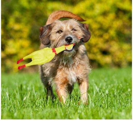 Honden Piep Speelgoed Kip Groot