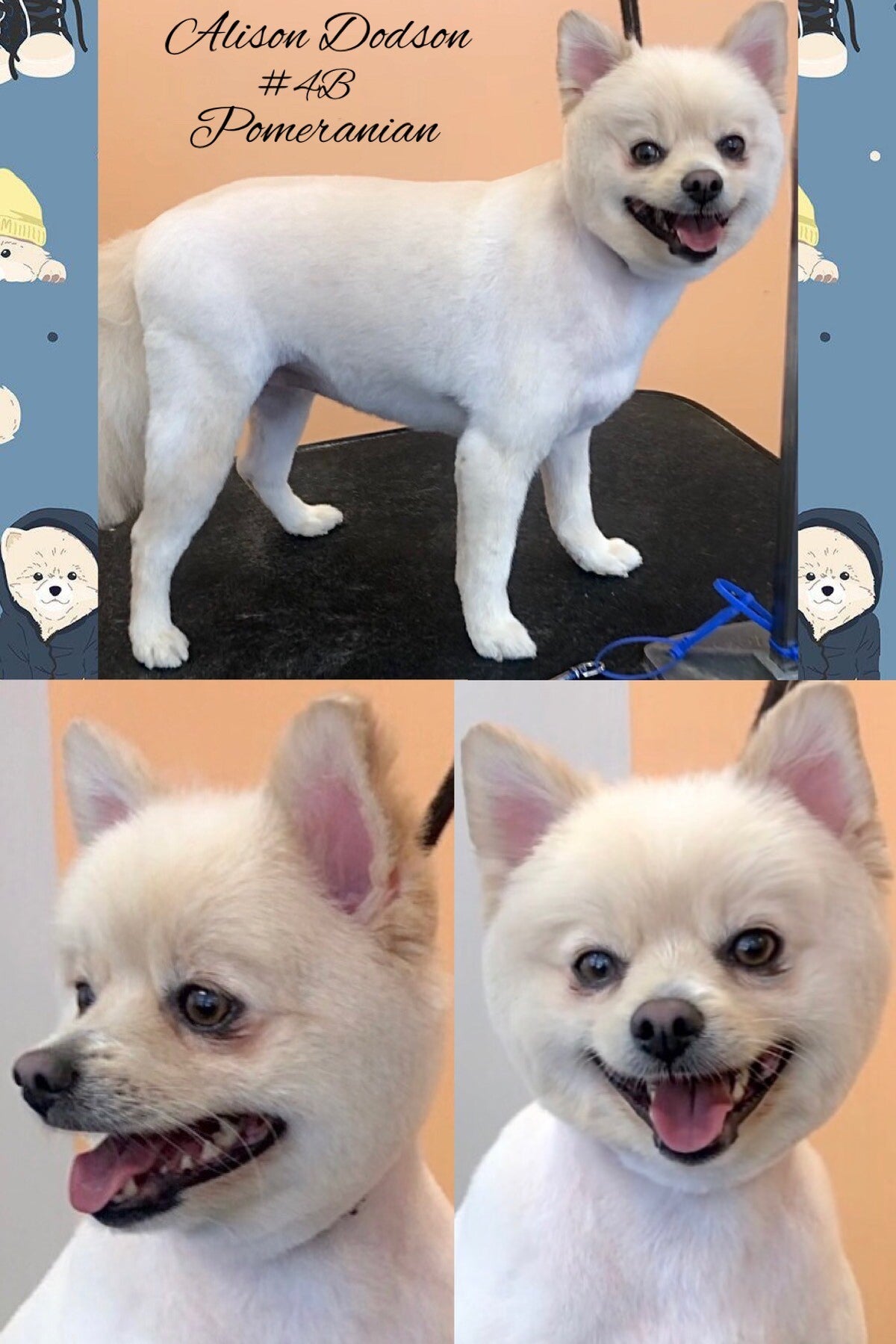 A closer look at Review High-End Dog Grooming Esthetic