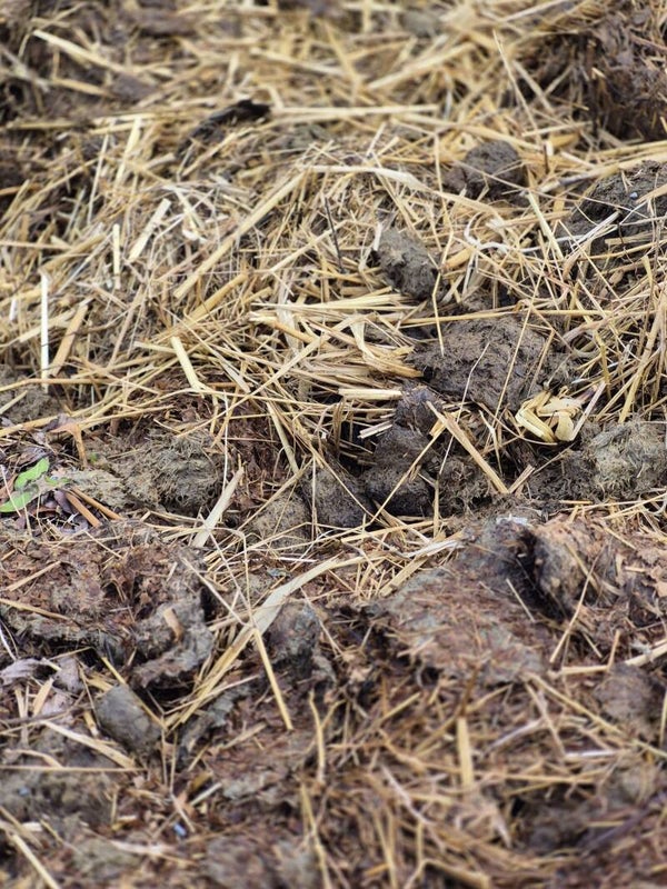 Paardenmest op strobasis (m³)